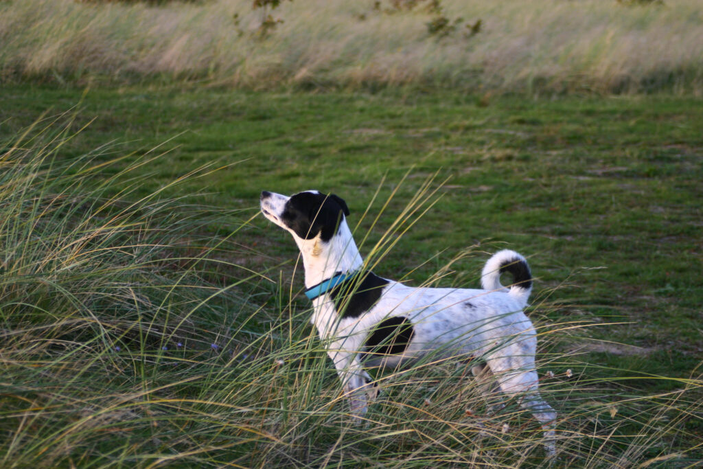 Terrier wittert in den Wind