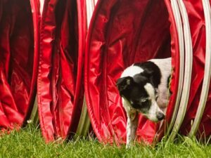 Vorschau Terrier aus Tunnel