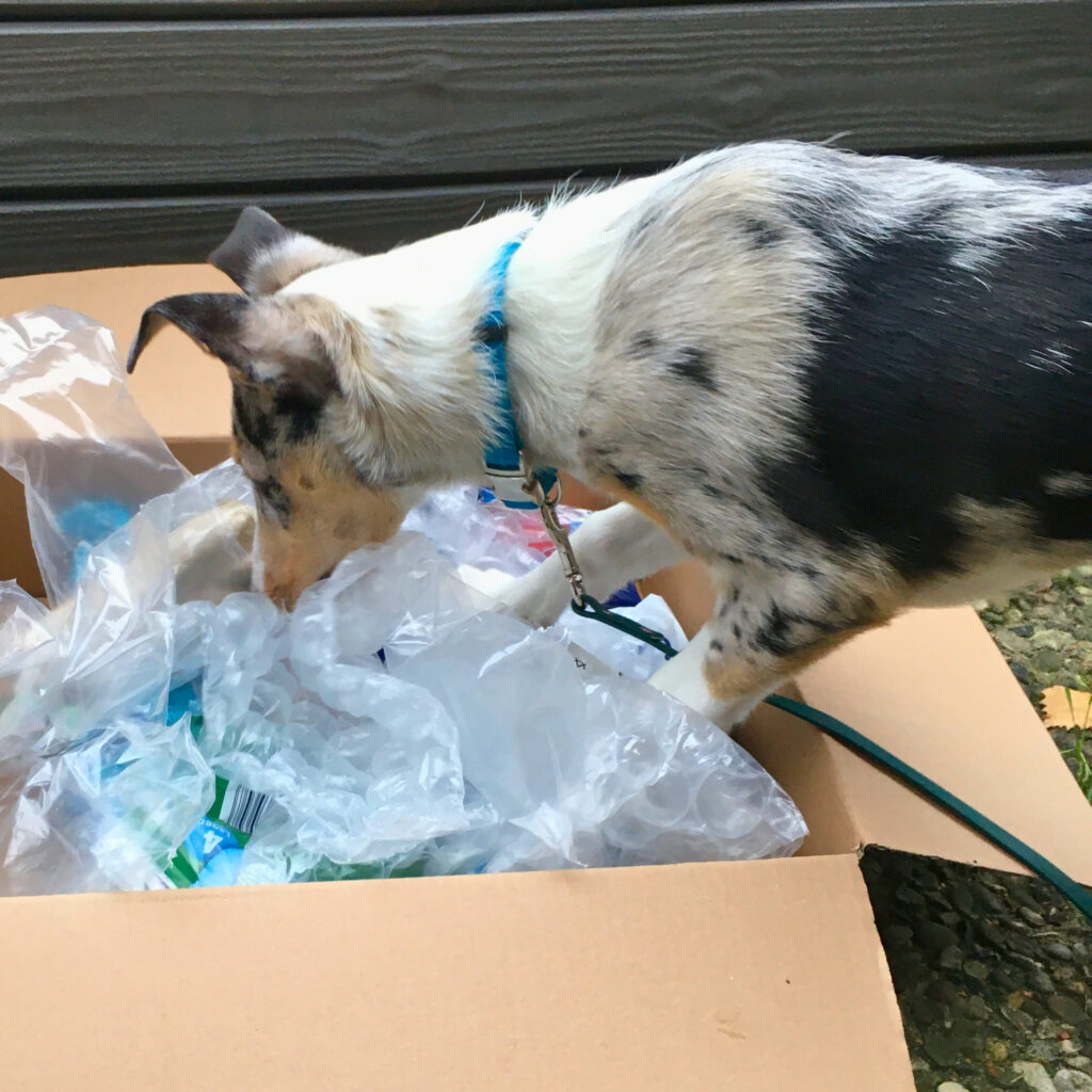 Junghund sucht Belohnung in einem Karton voller Folien. Reizdesensibilisierung, Mut und Fähigkeiten stärken.