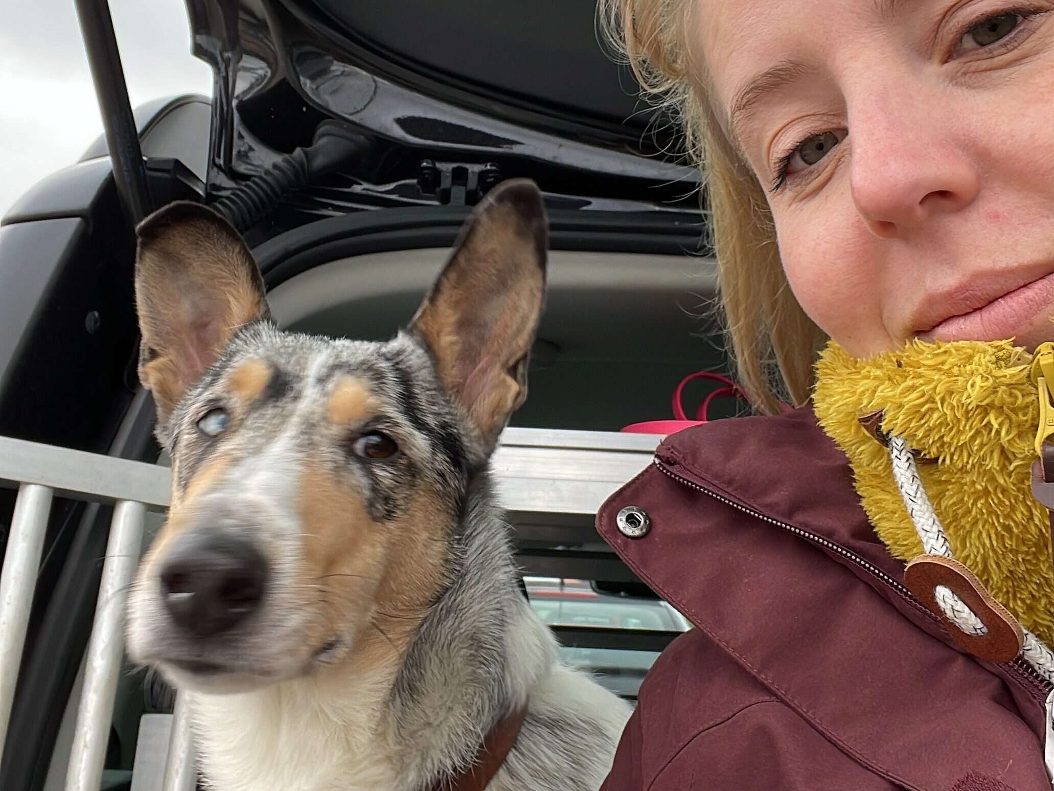 Junger Hund beobachtet mit seinem Menschen aus dem Auto heraus, Ruheübung