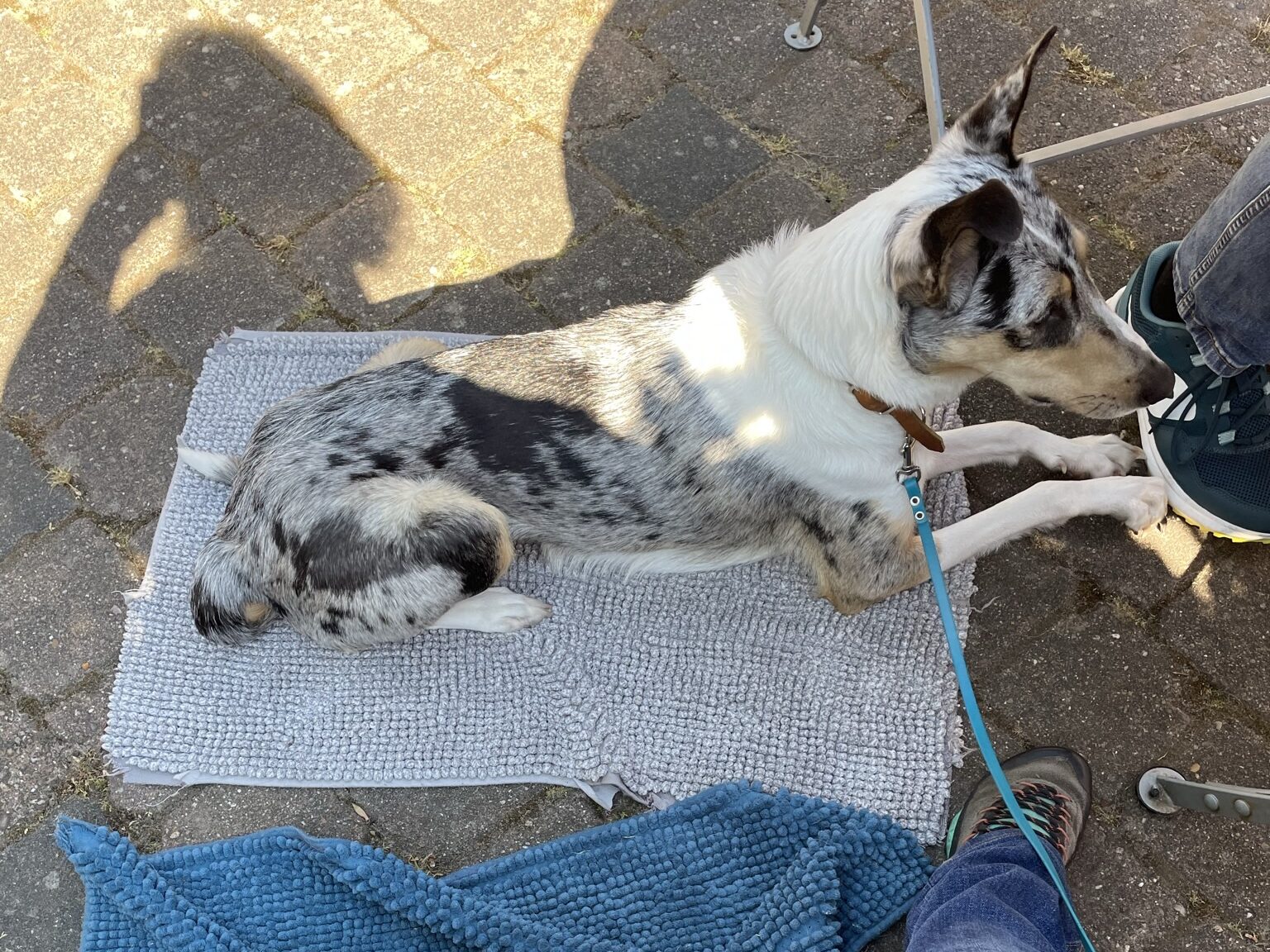 Junger Hund liegt auf Platz im Cafe und beobachtet, Ruhe Übung