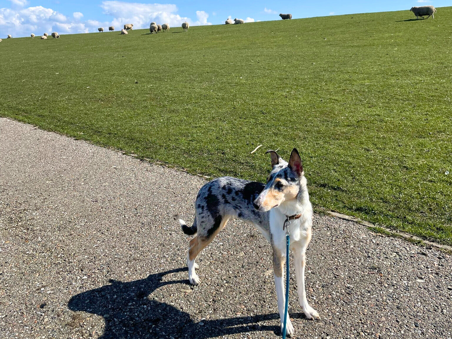 Junger Hütehund steht entspannt vor einer Herde freilaufender Schafe - Jagdtrieb, Frusttoleranz